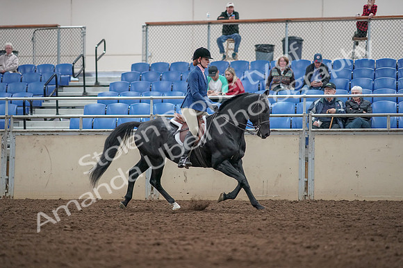 2019 Morgan Horse Show - Aug 31, 2019 - 07399