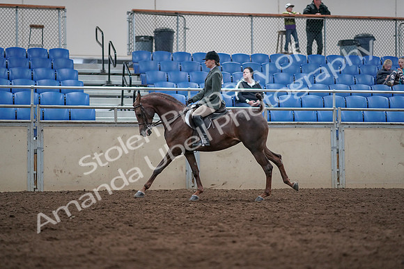 2019 Morgan Horse Show - Sept 01, 2019 - 08686