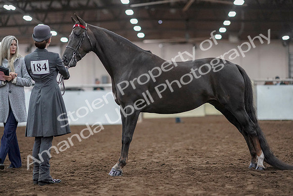 2019 Morgan Horse Show - Aug 31, 2019 - 01956