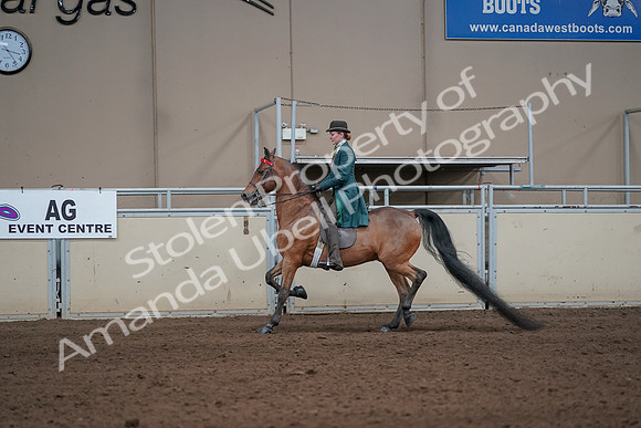 2019 Morgan Horse Show - Sept 01, 2019 - 13192