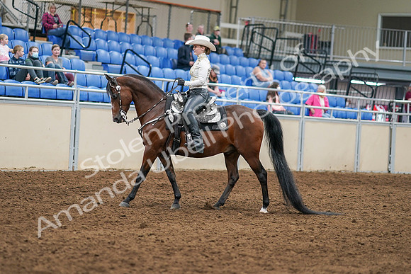 2020 - AB Morgan Horse - Sat, Sept 05 - 08875