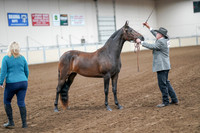 2020 - AB Morgan Horse - Sat, Sept 05 - 00151