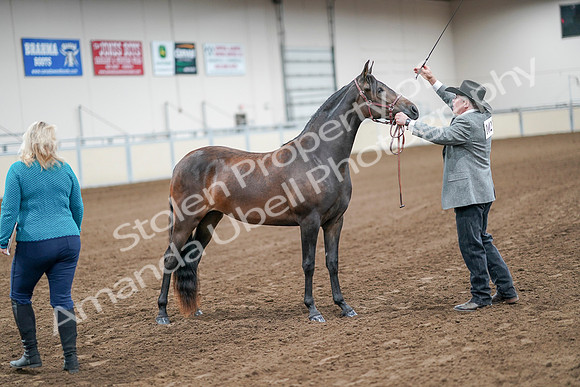 2020 - AB Morgan Horse - Sat, Sept 05 - 00151