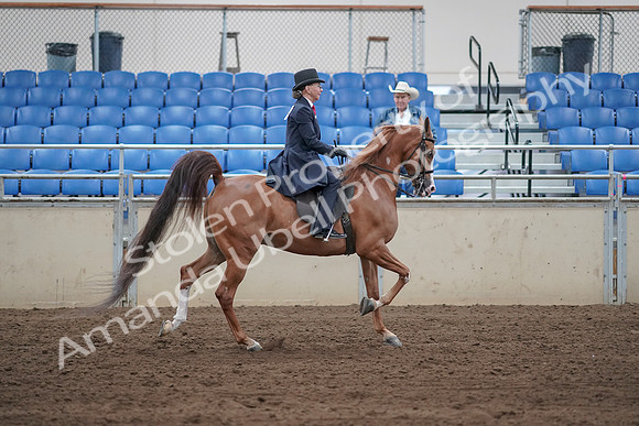2019 Morgan Horse Show - Sept 01, 2019 - 11990