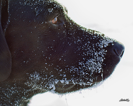 Dogs and Cats - 005