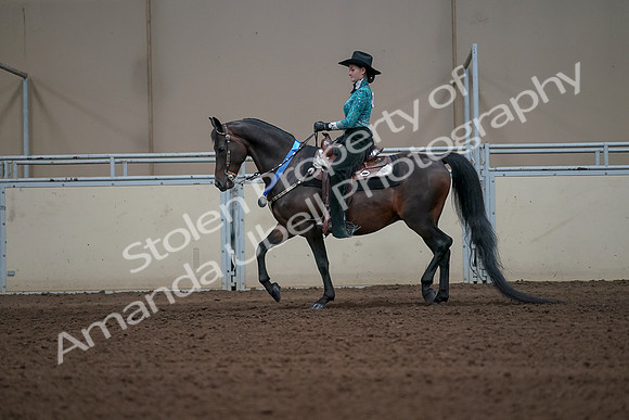 2019 Morgan Horse Show - Sept 01, 2019 - 07321