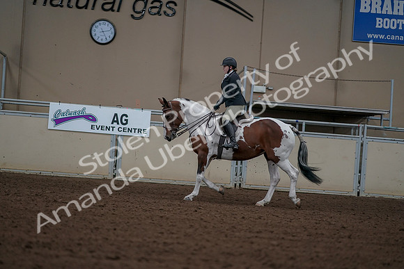 2019 Morgan Horse Show - Aug 30, 2019 - 14910