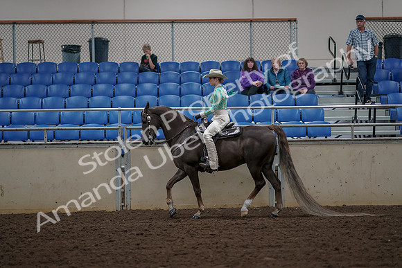 2019 Morgan Horse Show - Aug 30, 2019 - 25953