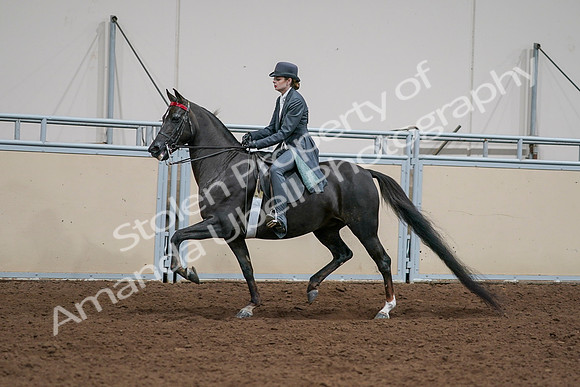 2020 - AB Morgan Horse - Sat, Sept 05 - 13647