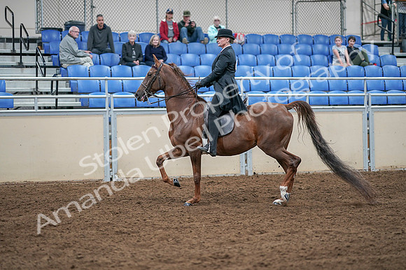2020 - AB Morgan Horse - Fri, Sept 04 - 07933