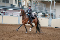 2020 - AB Morgan Horse - Sat, Sept 05 - 12902