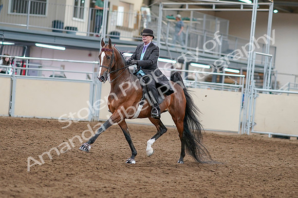 2020 - AB Morgan Horse - Sat, Sept 05 - 12902