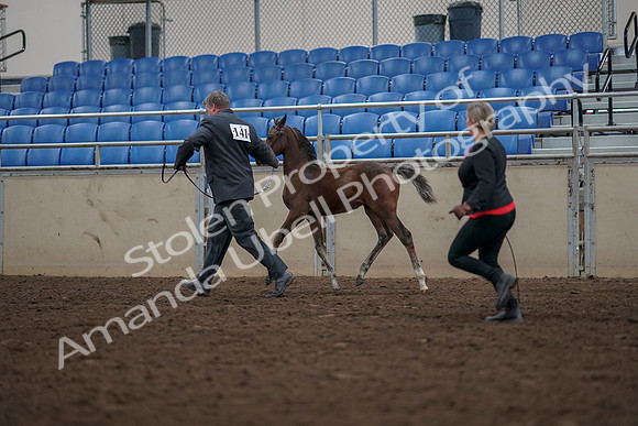 2019 Morgan Horse Show - Aug 31, 2019 - 00431