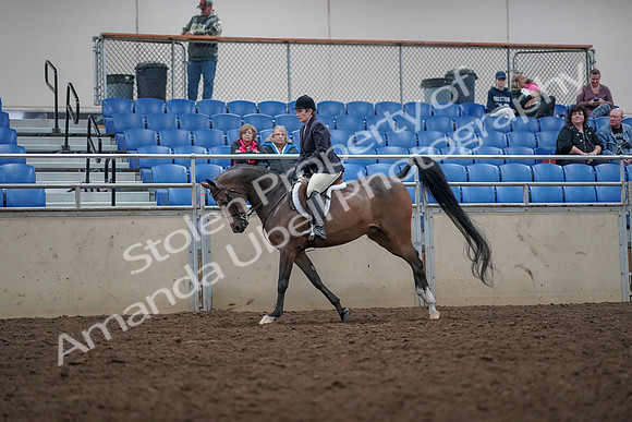2019 Morgan Horse Show - Aug 31, 2019 - 16035