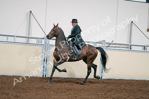 2020 - AB Morgan Horse - Sat, Sept 05 - 08125