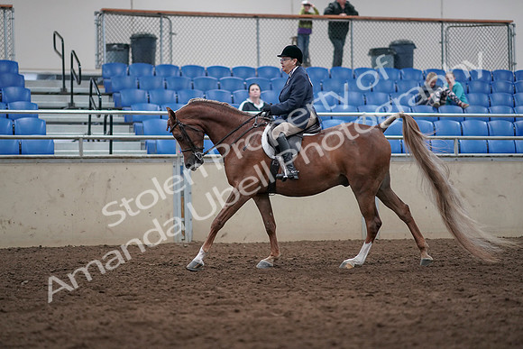 2019 Morgan Horse Show - Sept 01, 2019 - 08742