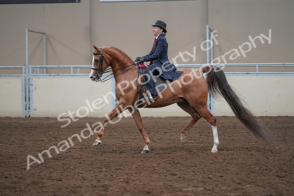 2019 Morgan Horse Show - Sept 01, 2019 - 12134