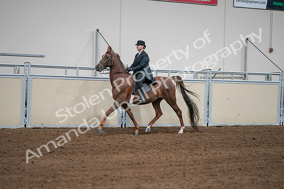 2020 - AB Morgan Horse - Fri, Sept 04 - 07965