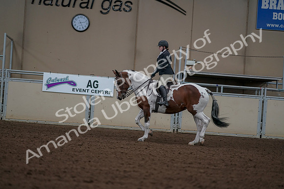 2019 Morgan Horse Show - Aug 30, 2019 - 14911