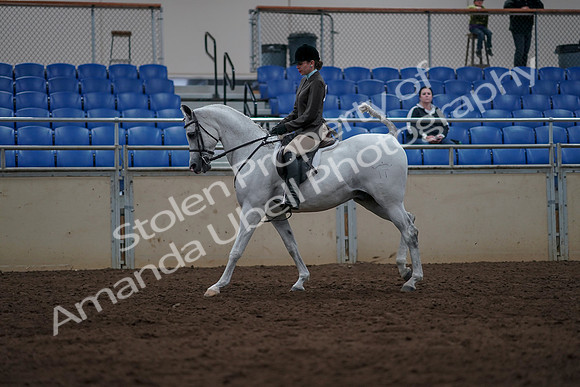 2019 Morgan Horse Show - Sept 01, 2019 - 08645