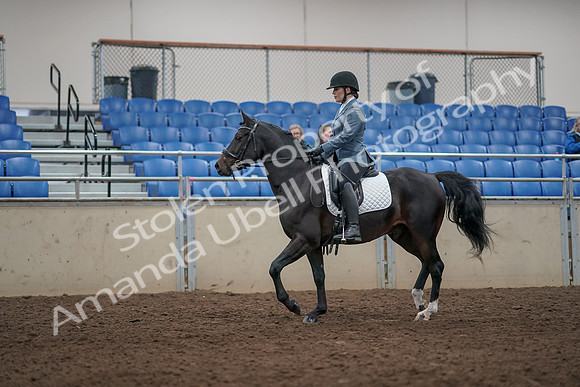 2019 Morgan Horse Show - Aug 31, 2019 - 07158