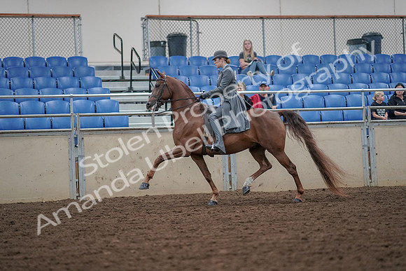 2019 Morgan Horse Show - Aug 30, 2019 - 15464