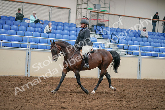 2020 - AB Morgan Horse - Sat, Sept 05 - 14464