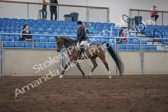 2019 Morgan Horse Show - Sept 01, 2019 - 08504