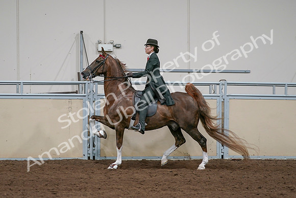 2020 - AB Morgan Horse - Sat, Sept 05 - 13061