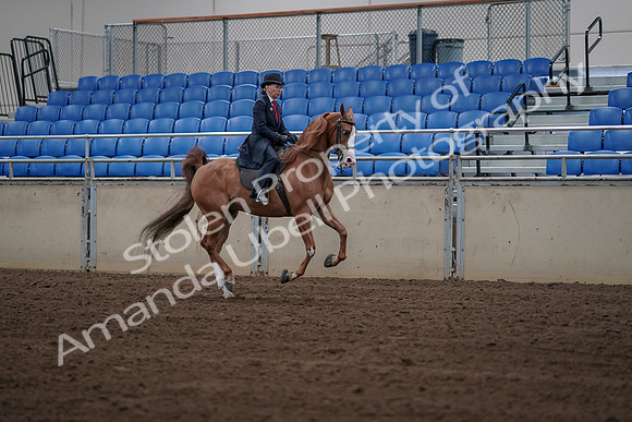 2019 Morgan Horse Show - Sept 01, 2019 - 12006