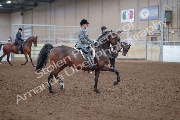 2019 Morgan Horse Show - Aug 30, 2019 - 20662