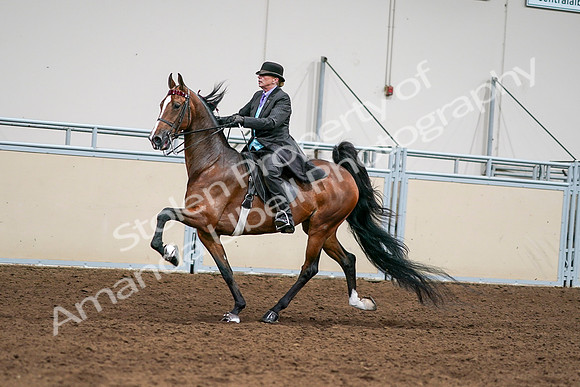 2020 - AB Morgan Horse - Sat, Sept 05 - 12995