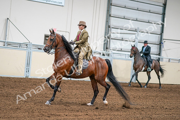2020 - AB Morgan Horse - Sat, Sept 05 - 07984