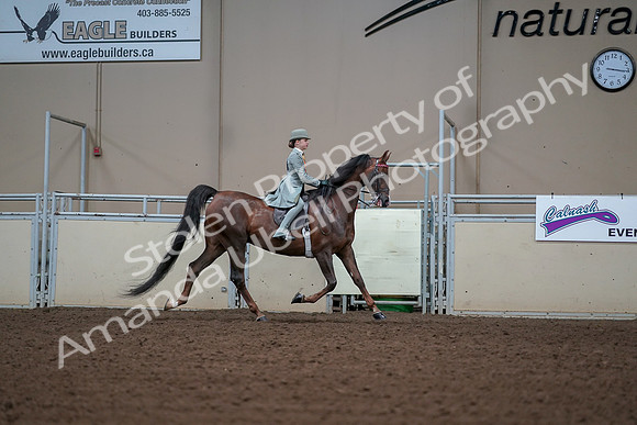 2019 Morgan Horse Show - Aug 30, 2019 - 17933