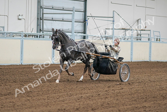 2020 - AB Morgan Horse - Sat, Sept 05 - 05976