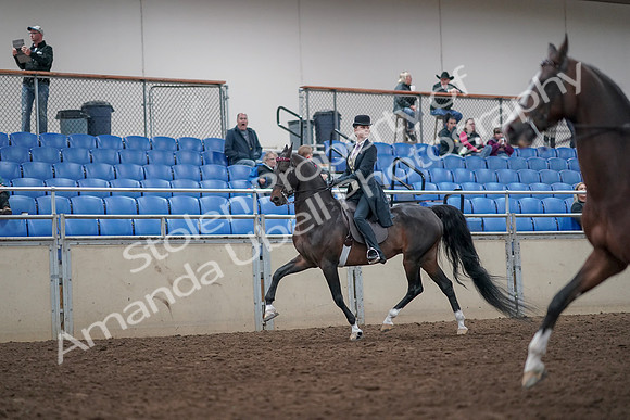 2019 Morgan Horse Show - Aug 31, 2019 - 08610