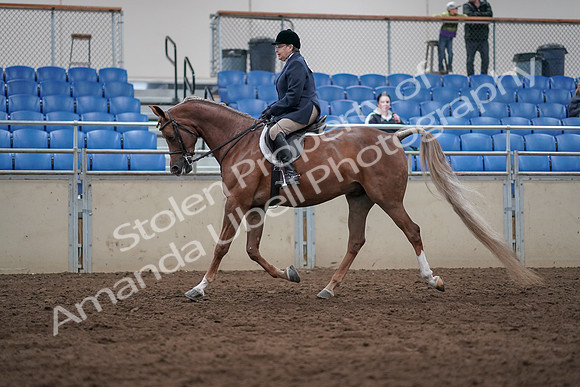 2019 Morgan Horse Show - Sept 01, 2019 - 08534