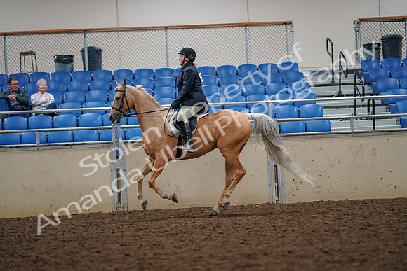 2019 Morgan Horse Show - Aug 30, 2019 - 22380