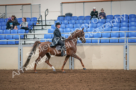 2020 - AB Morgan Horse - Fri, Sept 04 - 08040