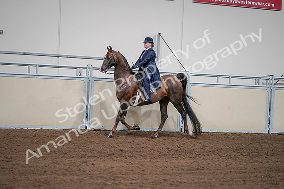 2020 - AB Morgan Horse - Fri, Sept 04 - 07949