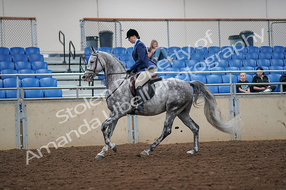 2019 Morgan Horse Show - Aug 30, 2019 - 16296