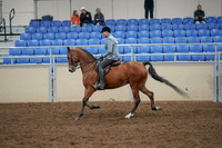 2020 - AB Morgan Horse - Fri, Sept 04 - 10354