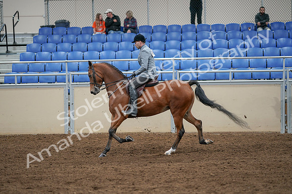 2020 - AB Morgan Horse - Fri, Sept 04 - 10354