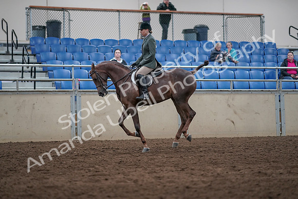 2019 Morgan Horse Show - Sept 01, 2019 - 08752