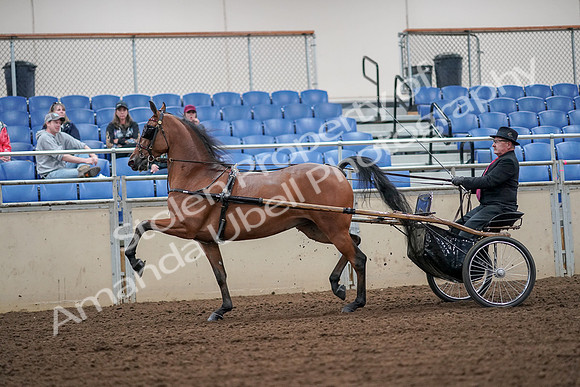 2019 Morgan Horse Show - Aug 30, 2019 - 13327