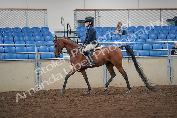 2019 Morgan Horse Show - Aug 30, 2019 - 16251