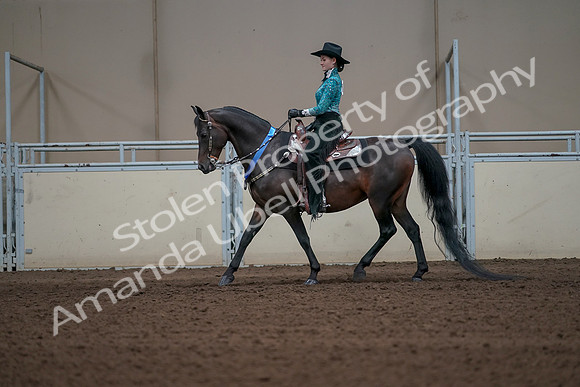 2019 Morgan Horse Show - Sept 01, 2019 - 07323