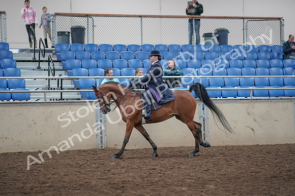 2019 Morgan Horse Show - Aug 31, 2019 - 08842