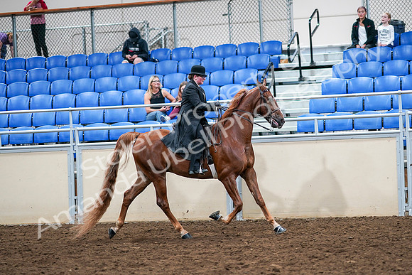 2020 - AB Morgan Horse - Sat, Sept 05 - 08268