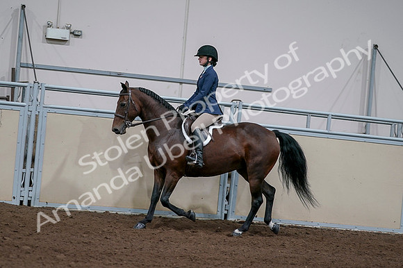 2020 - AB Morgan Horse - Fri, Sept 04 - 05921